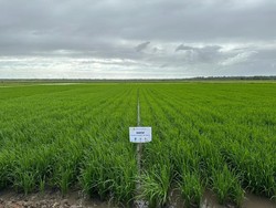 Mentan Kembangkan Padi Cakrabuana Agritan, Bidik Merauke Jadi Lumbung Pangan