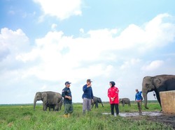 PLN Turut Lestarikan Gajah Sumatera, Sediakan Kendaraan Patroli Hewan
