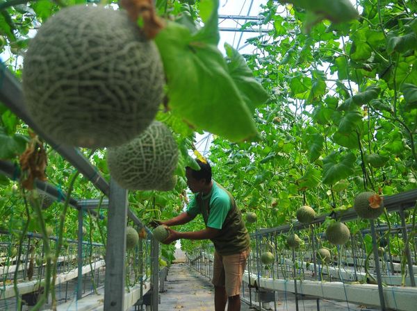 Raup Cuan dari Budi Daya Melon Berkonsep Rumah Kaca
