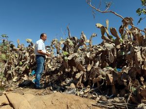 Ribuan Hektare Kebun Pir di Tunisia Terserang Hama Serangga