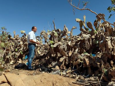 Ribuan Hektare Kebun Pir di Tunisia Terserang Hama Serangga
