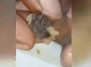 Viral Video Bakso Daging Tikus di Surabaya, Polisi Gandeng BPOM Selidiki