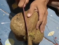 Viral Durian Gundul yang Bikin Heboh, Ini 5 Faktanya