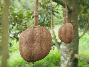 Fakta Durian Gundul hingga Mie Kangkung di Blok M yang Viral Fakta Durian Gundul hingga Mie Kangkung di Blok M yang Viral