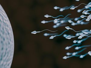 Viral Lomba Balap Sperma di AS, Gimana Cara Bikin Sperma Sehat dan Kuat? Viral Lomba Balap Sperma di AS, Gimana Cara Bikin Sperma Sehat dan Kuat?