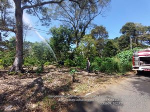 Hama Ulat Tadu Serang Pohon Durian di Lubuklinggau