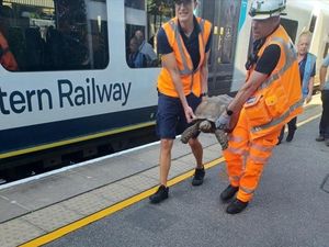 Kereta di London Sempat Tertahan Oleh... Kura-kura Kereta di London Sempat Tertahan Oleh... Kura-kura