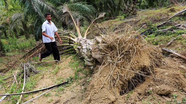 Kondisi Kebun Sawit yang Dirusak Gajah Liar di Aceh