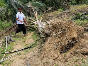 Kondisi Kebun Sawit yang Dirusak Gajah Liar di Aceh