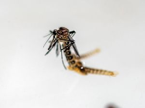 Apa Itu Virus Oropouche yang Mewabah di Brasil? Begini Gejalanya Apa Itu Virus Oropouche yang Mewabah di Brasil? Begini Gejalanya