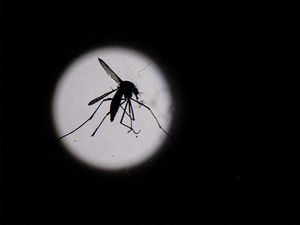 Kemenkes Keluarkan 2 Surat Edaran Peningkatan DBD dan KLB Leptospirosis