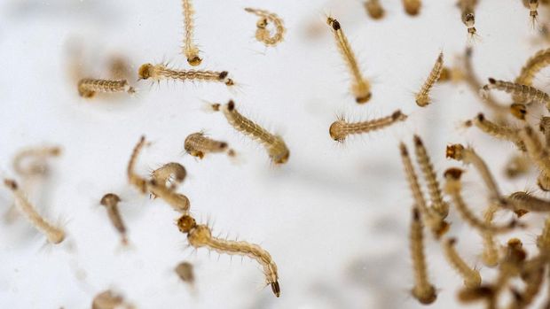 Aedes aegypti mosquito larvae are examined at the entomology department of the Health Ministry, in Guatemala City, Guatemala, July 22, 2024. REUTERS/Josue Decavele