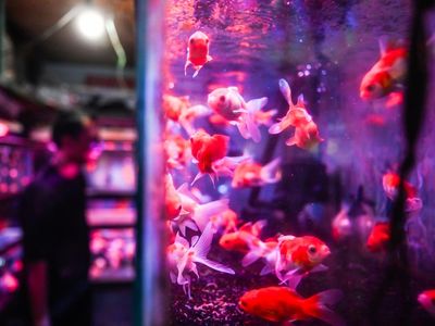 Menengok Pasar Ikan Hias Menteng yang Kini Sepi Pembeli