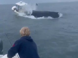 Momen Horor Paus Lompat Lalu Hantam Perahu