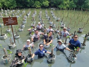 Peduli Lingkungan, MDKA Tanam 1.000 Mangrove di PIK & Muara Gembong