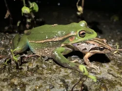 Nasib Malang Katak Jantan Bersuara Fals di Hadapan Betinanya