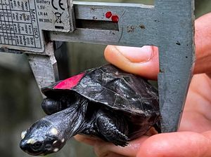 Lahirnya Penyu Hitam yang Nyaris Punah di Kamboja Lahirnya Penyu Hitam yang Nyaris Punah di Kamboja