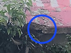 Pecahan Batu Flyover Ciputat Nyaris Timpa Pemotor Rontok gegara Akar Pohon