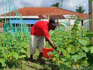 Senyum Tahmo Panen Mentimun dari Lahan Kering di Pangandaran Senyum Tahmo Panen Mentimun dari Lahan Kering di Pangandaran