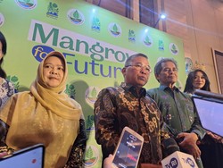 Duh, Hutan Mangrove Indonesia Terancam oleh Deforestasi