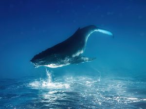 Karya Nominator Siena Creative Photo Awards, Ada dari Indonesia