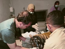 Harimau yang Mati Terjerat di Sumbar Masih Remaja, Dokter Ungkap Kondisinya