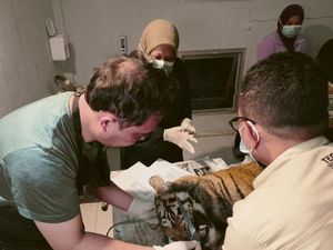 Harimau yang Mati Terjerat di Sumbar Masih Remaja, Dokter Ungkap Kondisinya Harimau yang Mati Terjerat di Sumbar Masih Remaja, Dokter Ungkap Kondisinya
