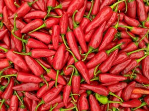Harga Cabai Merah di Sumut Makin Melambung gegara Curah Hujan Tinggi Harga Cabai Merah di Sumut Makin Melambung gegara Curah Hujan Tinggi