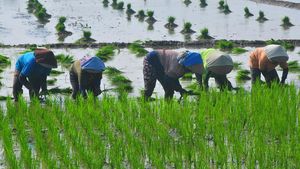 Intip Buruh Tani Tandur Padi di Kudus Meski Musim Kemarau
