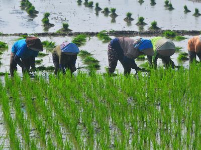 Intip Buruh Tani Tandur Padi di Kudus Meski Musim Kemarau