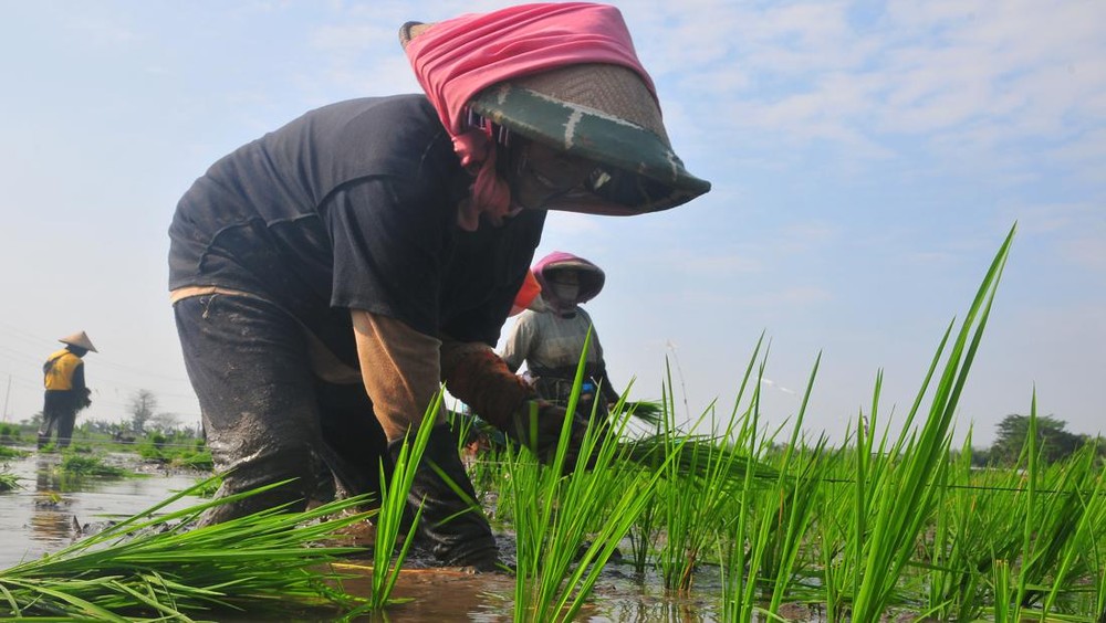 Pendapatan Petani Indonesia Masih Rendah, Kementan Ungkap Angka Rp 3,7 Juta Per Bulan