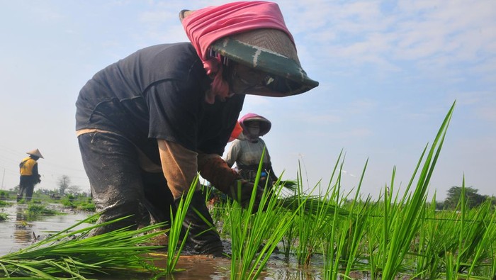 Intip Buruh Tani Tandur Padi di Kudus Meski Musim Kemarau Sejumlah buruh tani menanam bibit padi di persawahan Desa Klaling, Jekulo, Kudus, Jawa Tengah, Jumat (26/7/2024). Meskipun animo kemarau para petani di kawasan itu masih sanggup menanam padi pada masa tanam ketiga atau tiga kali panen dalam setahun dengan mempergunakan pengairan irigasi dari bendungan Logung yang sudah respon dibangun oleh kementerian PUPR pada 2018. ANTARA FOTO/Yusuf Nugroho/tom.