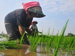 Kementan Buka-bukaan Pendapatan Petani Rp 3,7 Juta/Bulan