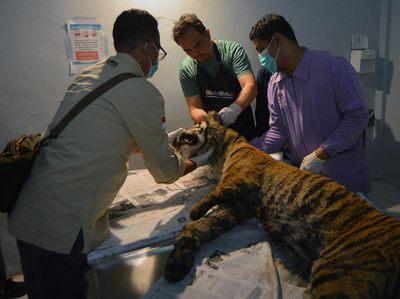 Kasihan, Harimau Sumatera Mati Terjerat di Sumbar