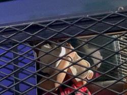 Kejagung Tahan Anggota DPR Ujang Iskandar