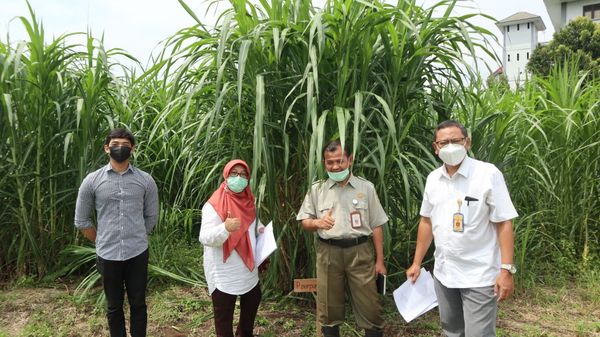 Nafiatul Umami bersama tim dari Kementerian Pertanian pada saat evaluasi dan visitasi untuk klarifikasi pendaftaran Varietas baru rumput gajah Gama Umami tahun 2021