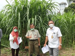 Begini Jika Rumput Gajah Diradiasi dengan Sinar Gama, Jadi Varietas Baru