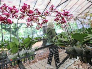 Pameran Flona 2024 Masih Berlangsung, Yuk Serbu! Pameran Flona 2024 Masih Berlangsung, Yuk Serbu!
