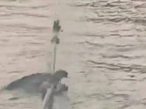 Viral Buaya Gigit Tali Kapal di Sungai Musi