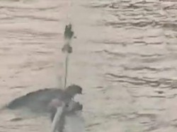 Buaya Kembali Muncul di Sungai Musi, Terlihat Gigit Tali Tongkang