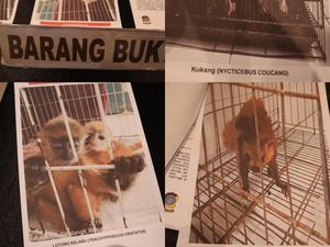 Polisi Gagalkan Perdagangan 6 Satwa Dilindungi di Medan, 2 Pelaku Ditangkap Polisi Gagalkan Perdagangan 6 Satwa Dilindungi di Medan, 2 Pelaku Ditangkap
