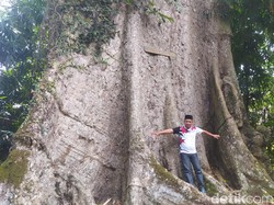 Potret Randu Alas Ratusan Tahun di Magelang, Batangnya Selebar Rumah!