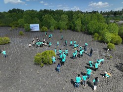 Ribuan Mangrove Ditanam Peringati Hari Lingkungan Hidup