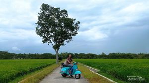 Hamparan Sawah di Desa Singkil Purworejo Secantik Ini