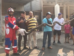 6 Cara Mencegah Ular Masuk ke Lingkungan Rumah Secara Alami, Bukan dengan Garam!