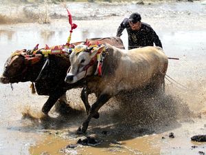 Mengenal Kebudayaan dan Ciri Khas Masyarakat Suku Madura