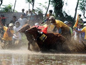 Lomba Karapan Sapi Brujul Upaya Lestarikan Tradisi dan Budaya
