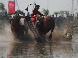 Melihat Keseruan Lomba Karapan Sapi Rayakan HUT ke-79 RI