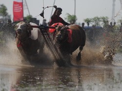 Melihat Keseruan Lomba Karapan Sapi Rayakan HUT ke-79 RI