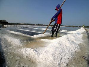Melihat Panen Garam di Sidoarjo Melihat Panen Garam di Sidoarjo